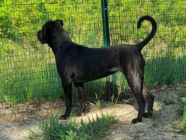 Il cane tra simbologia e realtà. Una riflessione.