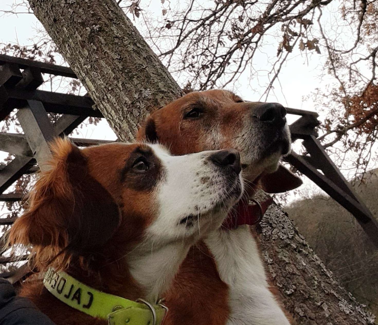 Consigli per conoscere davvero il proprio cane da caccia, e farlo felice. Se non si è cacciatori.
