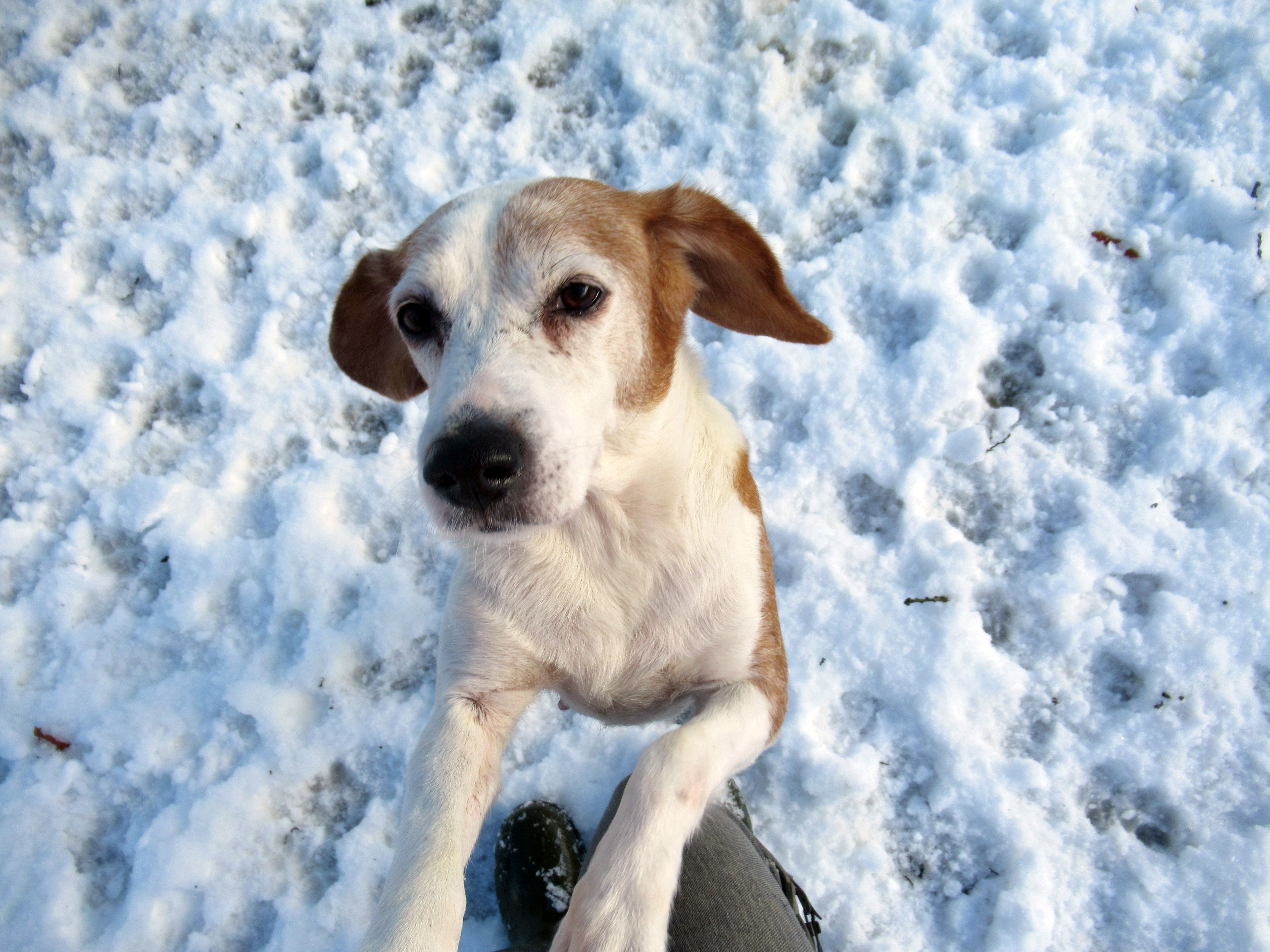 Il cane anziano: il ruolo dell’educatore cinofilo e l’importanza del proprietario.