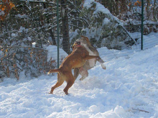I cani sono animali. Rispettiamoli come tali.