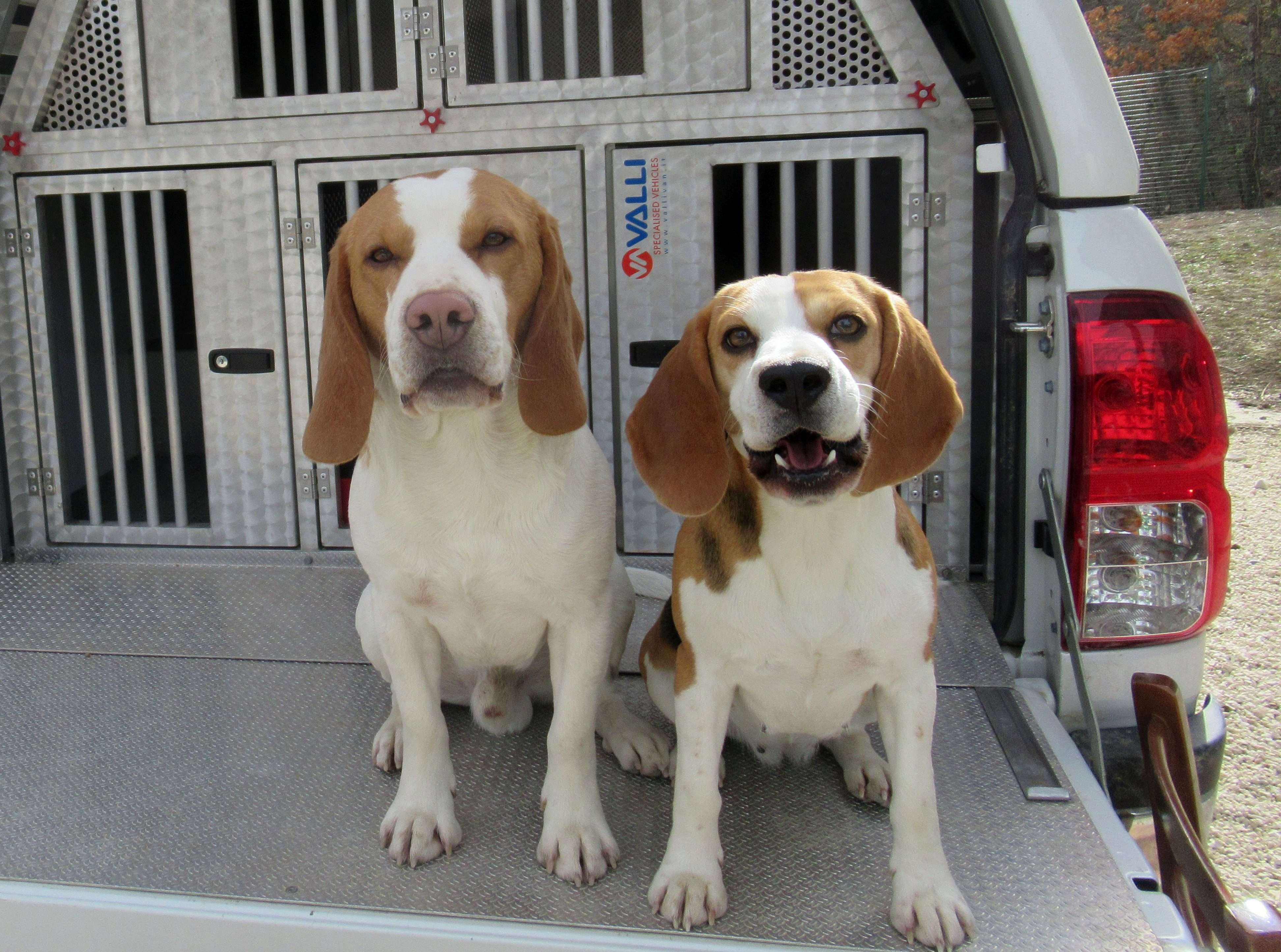 Il processo di apprendimento applicato al Segugio.