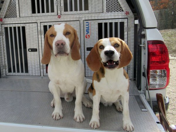 Il processo di apprendimento applicato al Segugio.