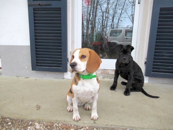 Come gestire l’arrivo di un nuovo cane in famiglia.