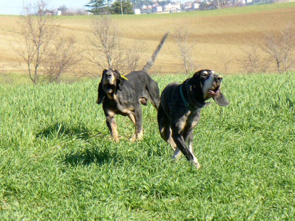 La voce del Segugio, capolavoro di selezione.