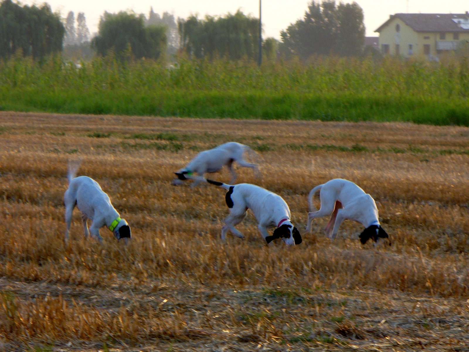 Le quattro fasi del lavoro del Segugio