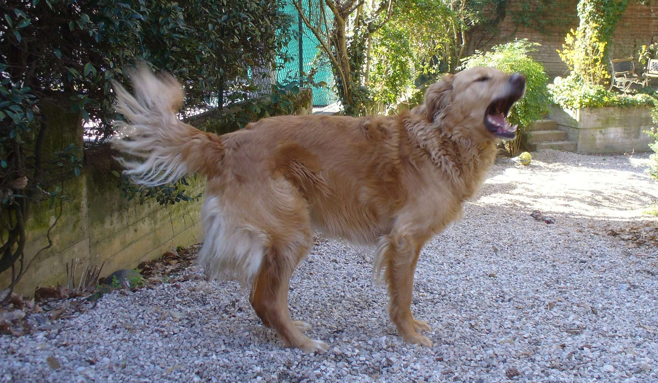 Can che abbaia, comunica! Motivazioni e risposte.