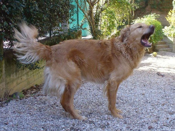 Can che abbaia, comunica! Motivazioni e risposte.