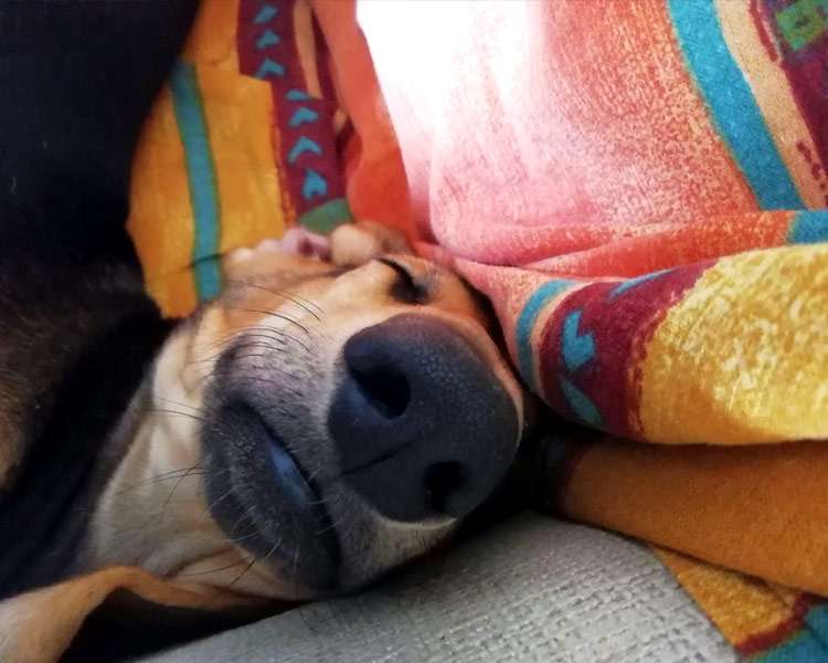 Il tempo, l’elemento indispensabile per avere un cane.