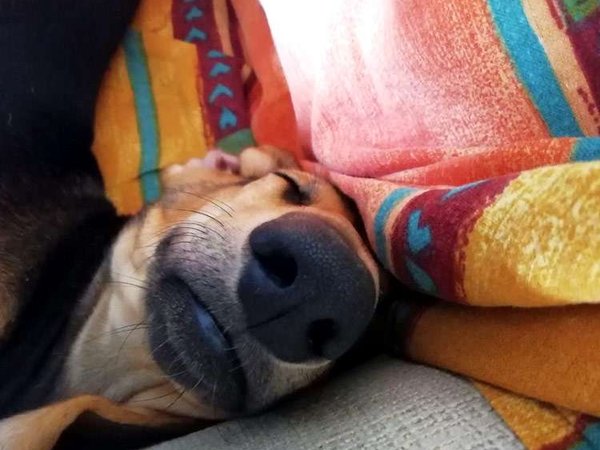 Il tempo, l’elemento indispensabile per avere un cane.