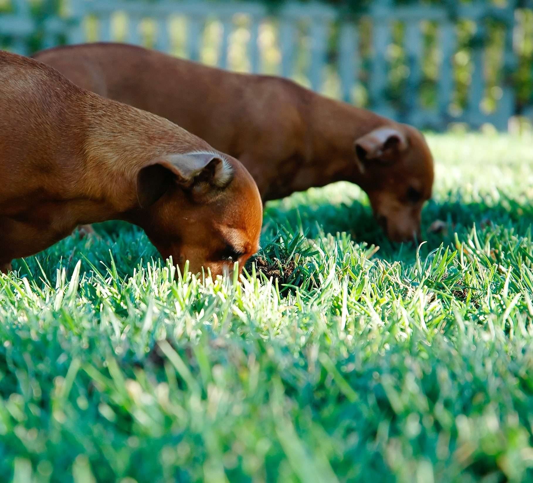 Il naso dei cani come fonte di sicurezza.