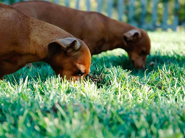 Il naso dei cani come fonte di sicurezza.