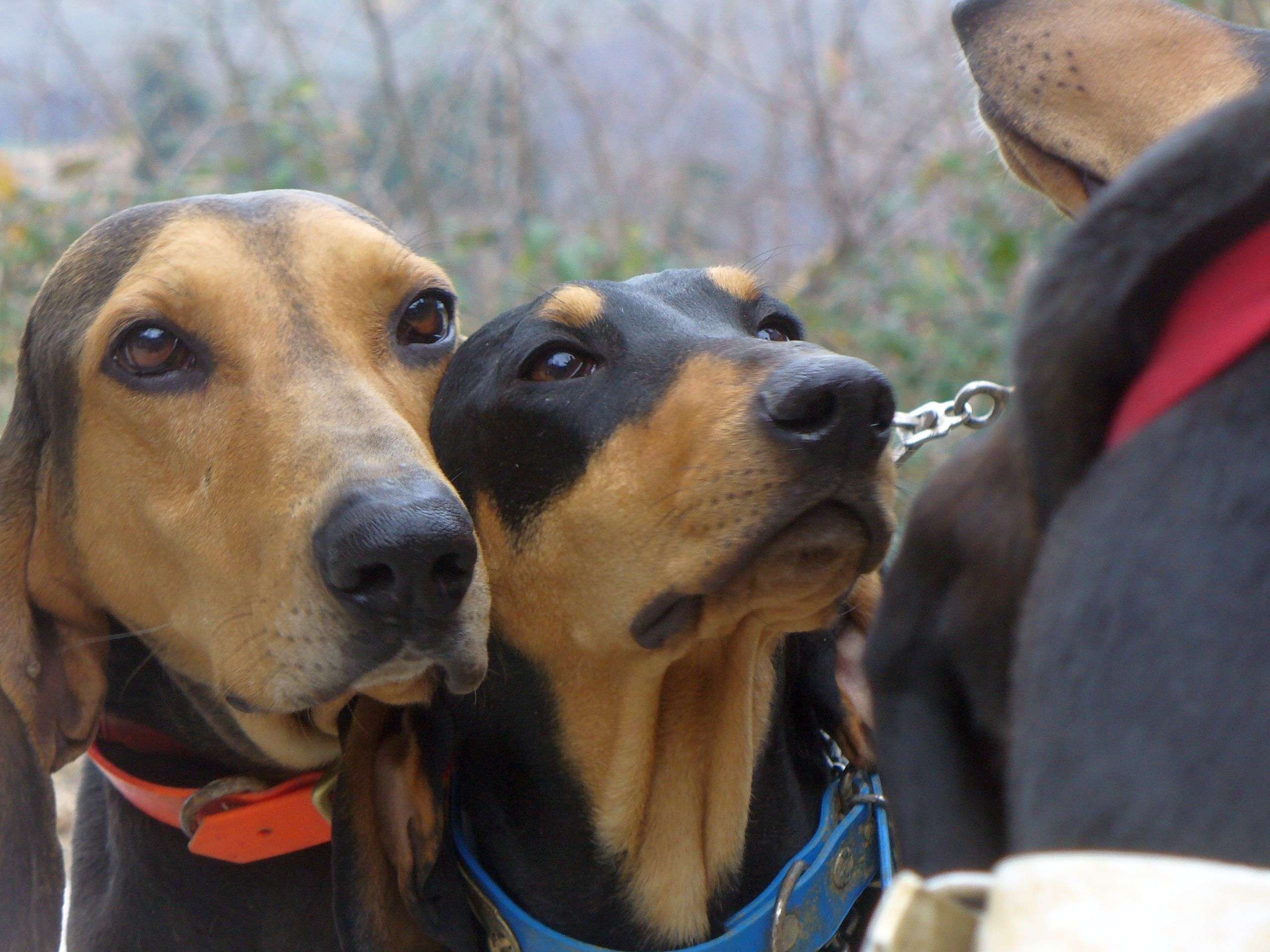 I problemi comportamentali del Segugio italiano in relazione alla sua selezione.