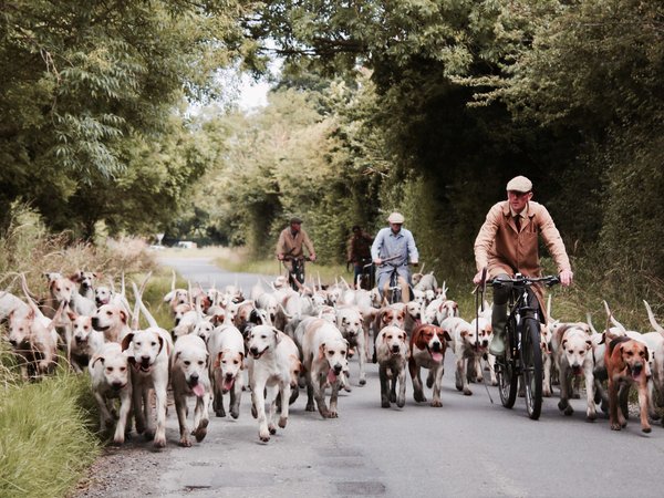 La conoscenza del cane da lavoro
