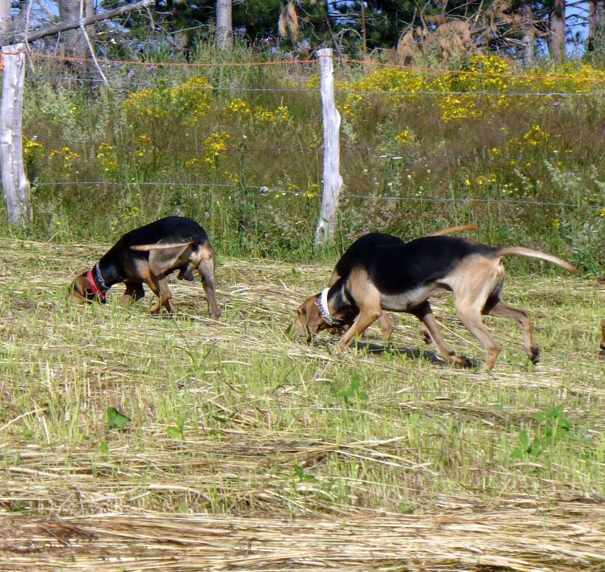 Il Segugio di passata e quello di iniziativa.