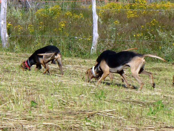 Il Segugio di passata e quello di iniziativa.