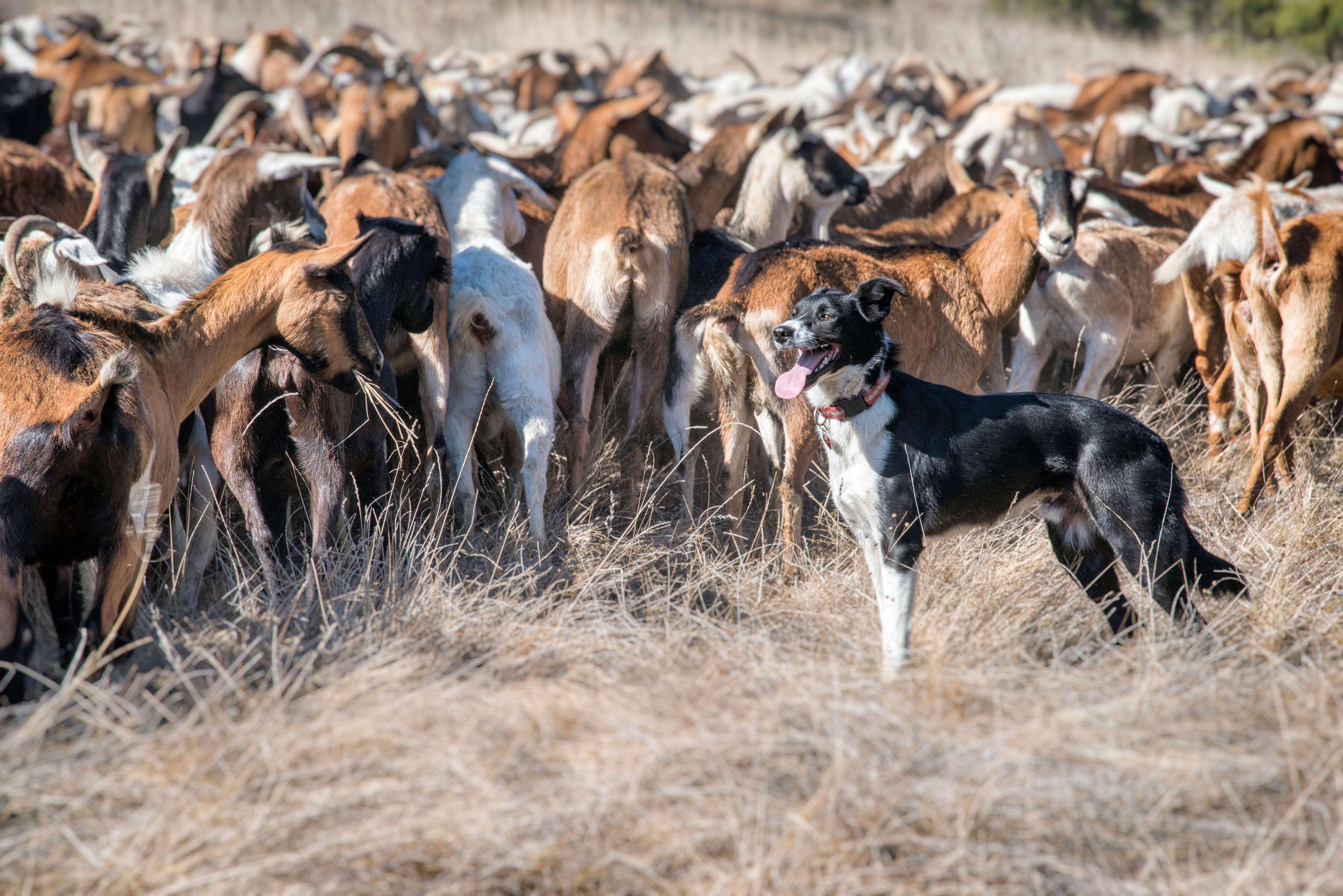 Sheepdog e cani da conduzione del gregge