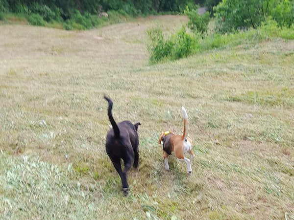 La moda di lasciare il cane libero in natura.