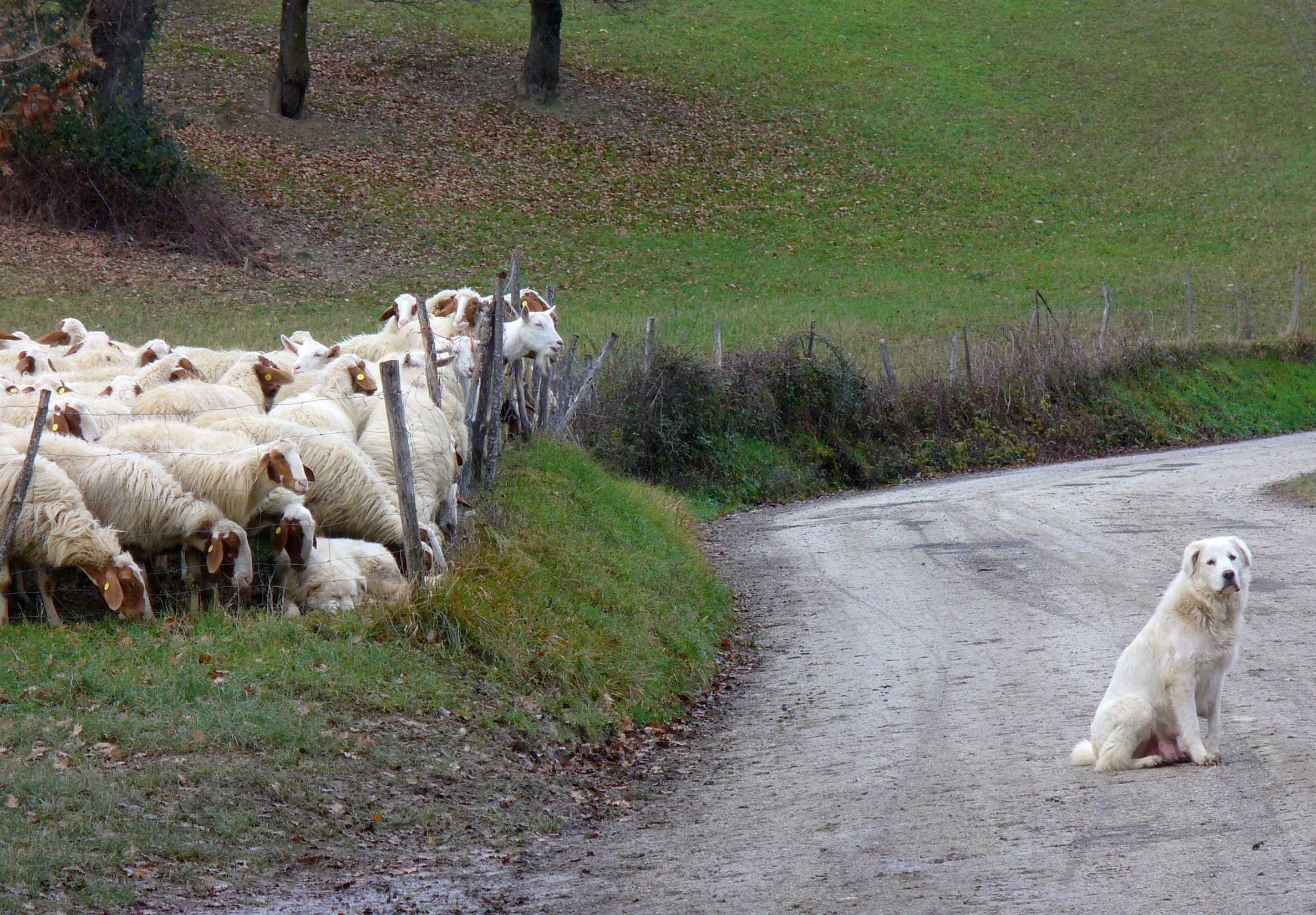 Cani da guardiania: vigili custodi.