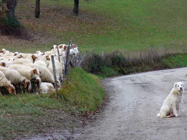 Cani da guardiania: vigili custodi.