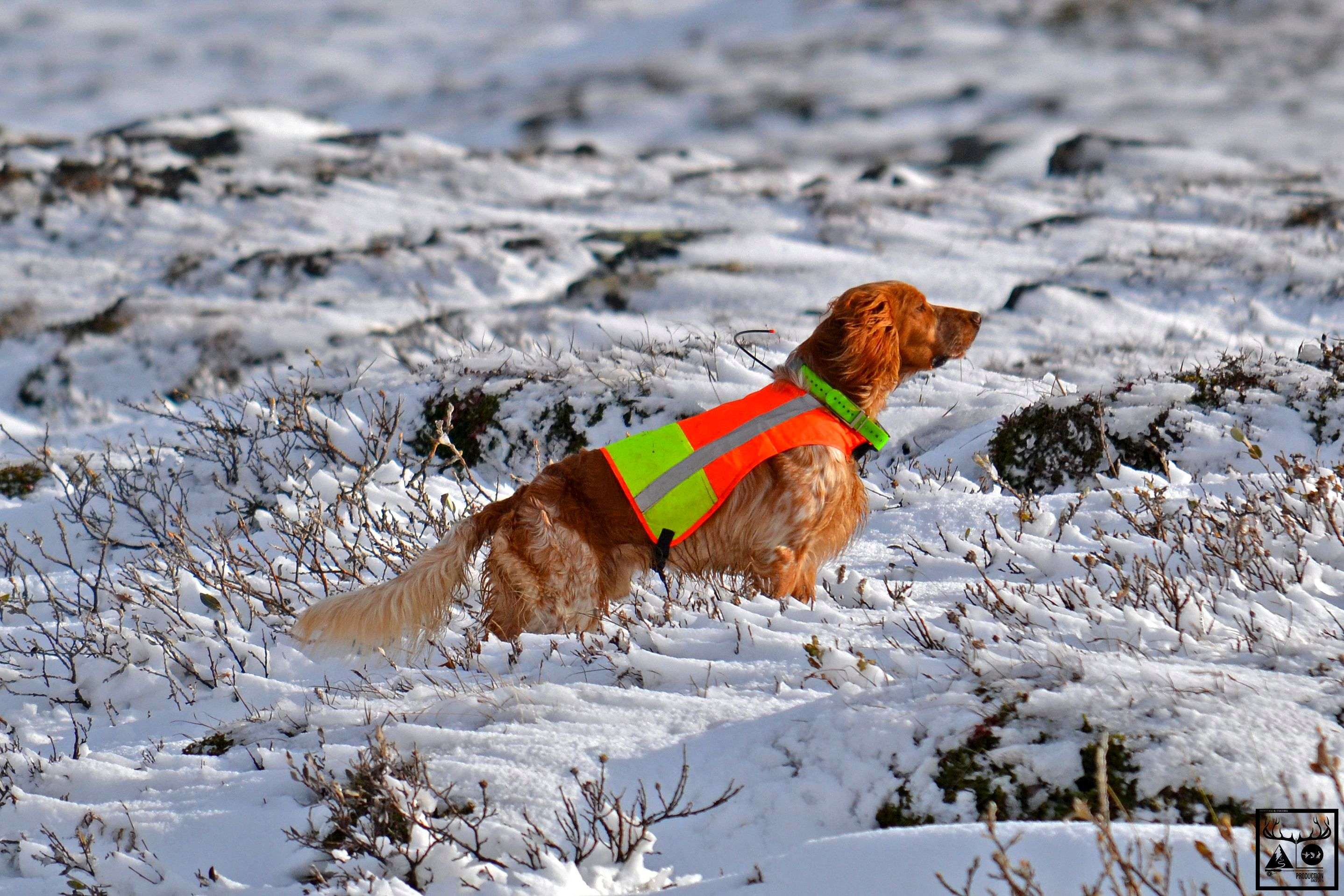 L’intesa col cane da caccia (per proprietari che non cacciano)