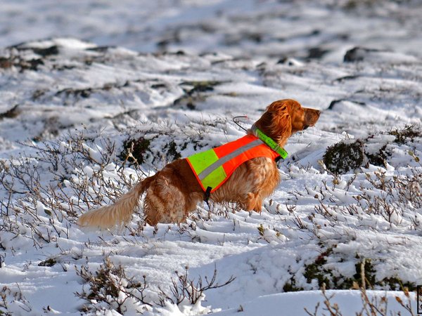 L’intesa col cane da caccia (per proprietari che non cacciano)