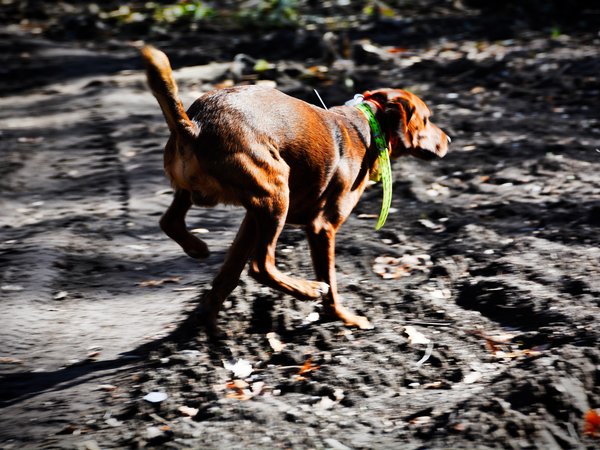 Come scegliere l’attività migliore per il proprio cane.