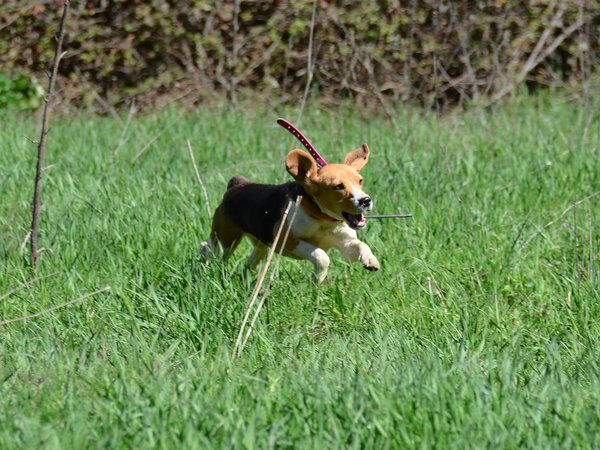 Ph. Marcello Pallini