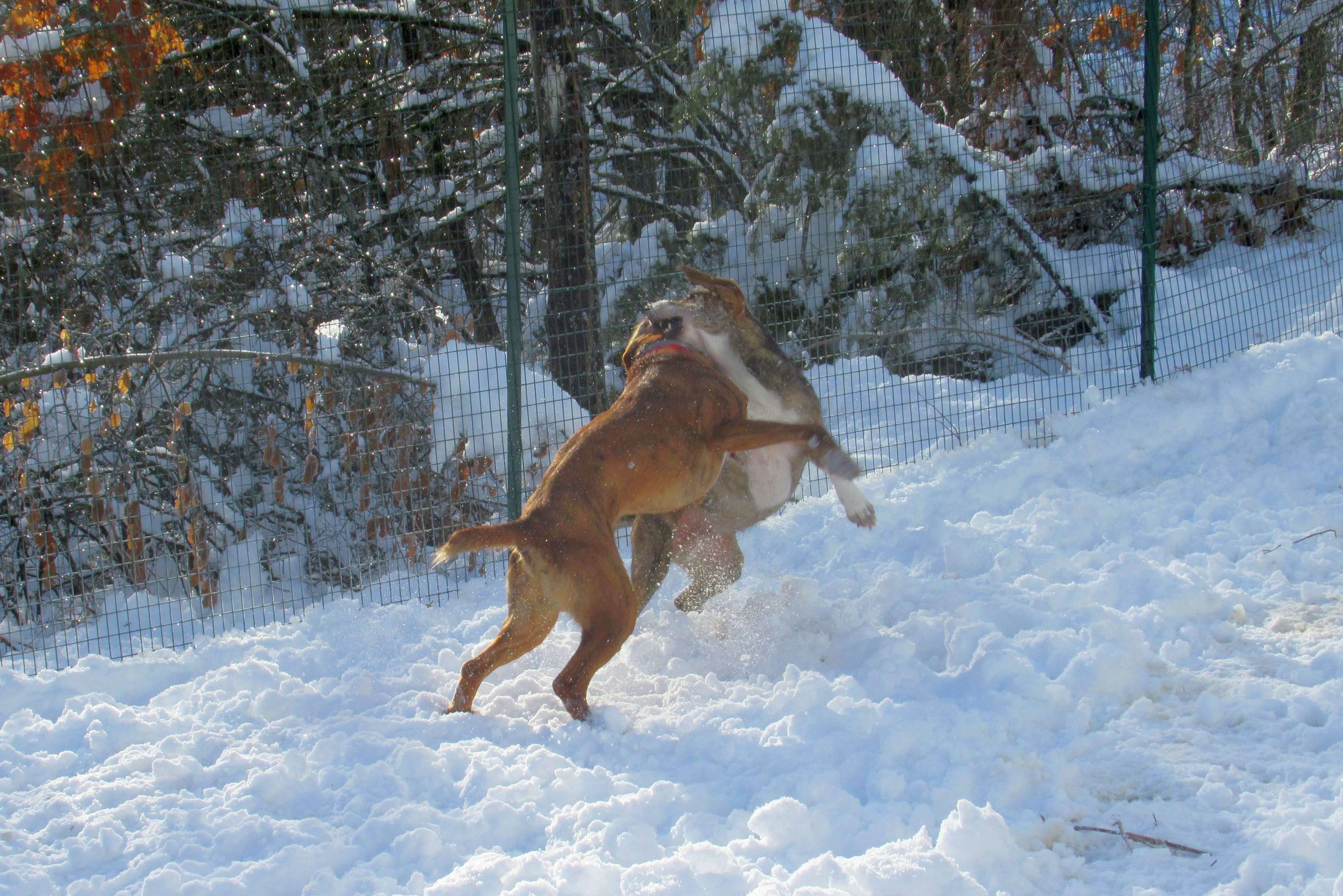 L’intesa col cane da caccia (per proprietari che non cacciano)
